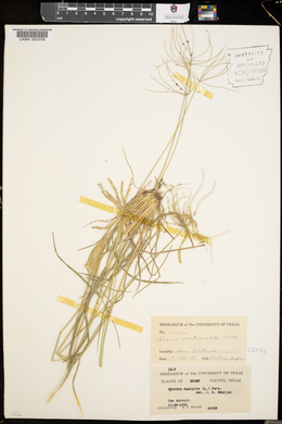 Chloris verticillata image