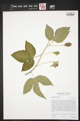 Passiflora incarnata image