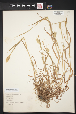 Phalaris caroliniana image