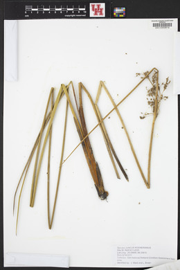 Juncus roemerianus image