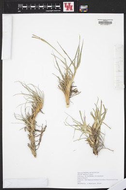 Paspalum notatum image