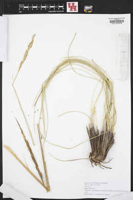 Spartina spartinae image