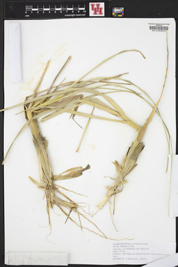 Spartina alterniflora image