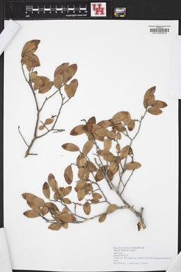 Ulmus crassifolia image