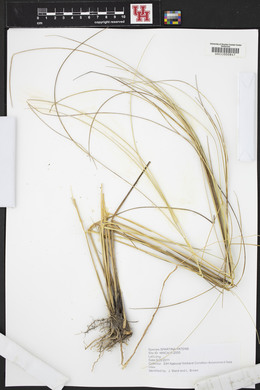 Spartina patens image