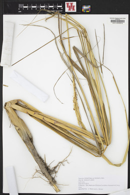 Spartina alterniflora image