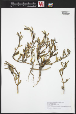 Sesuvium portulacastrum image