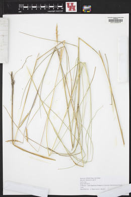 Spartina patens image