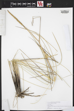 Spartina spartinae image