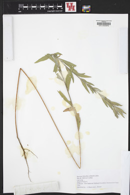 Oenothera filiformis image