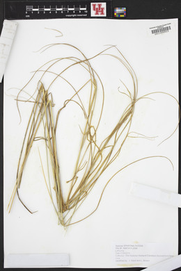 Spartina patens image