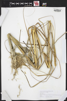 Spartina alterniflora image