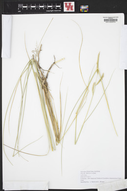 Spartina patens image