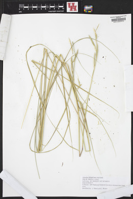 Spartina patens image