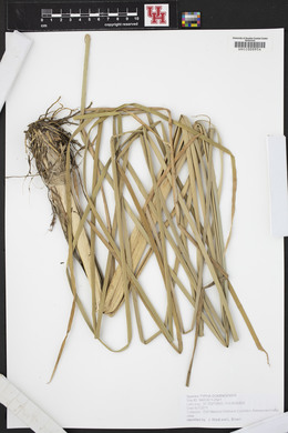 Typha domingensis image