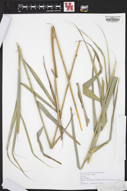 Spartina alterniflora image