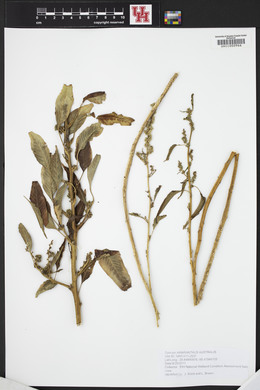 Amaranthus australis image