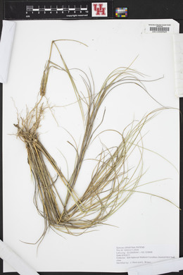 Spartina patens image