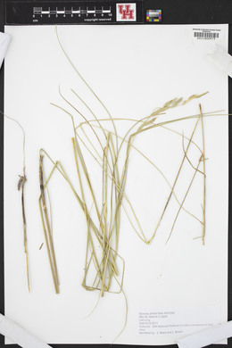 Spartina patens image