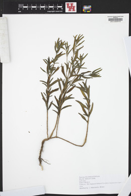 Iva angustifolia image