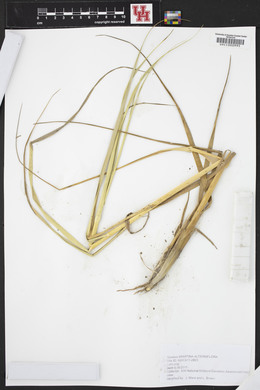 Spartina alterniflora image