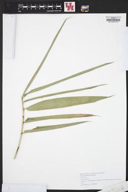 Phyllostachys aurea image