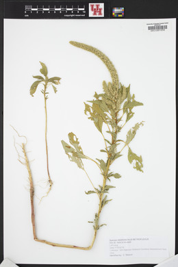 Amaranthus retroflexus image