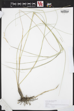 Spartina patens image