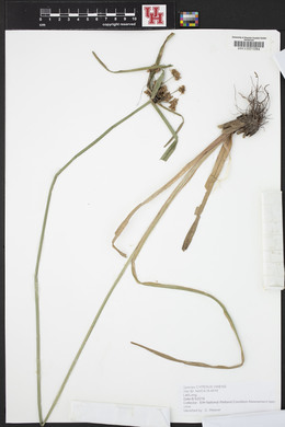 Cyperus virens image