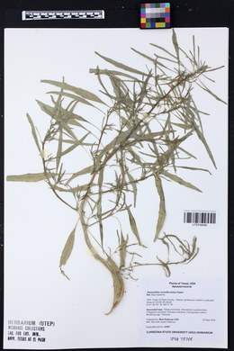 Amaranthus acanthochiton image