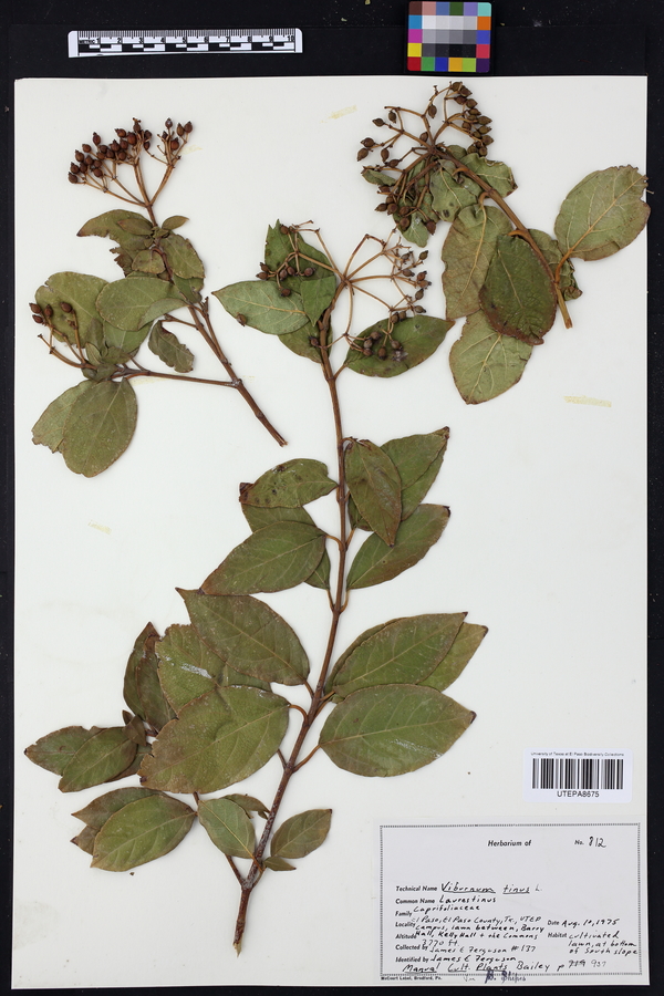 Viburnum tinus image