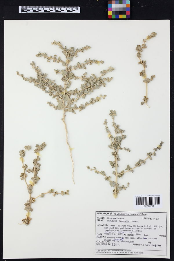 Atriplex saccaria image