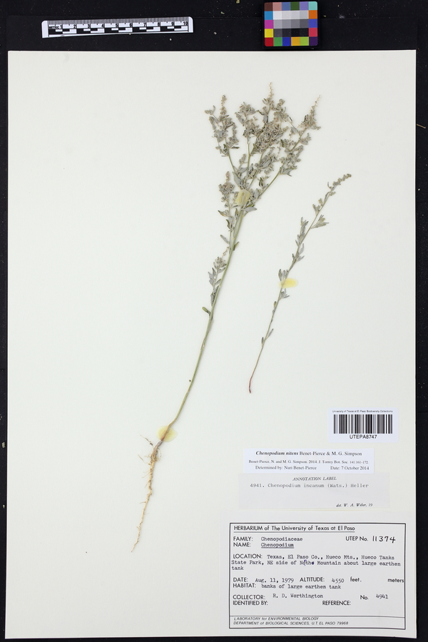 Chenopodium nitens image