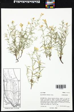 Heliotropium greggii image