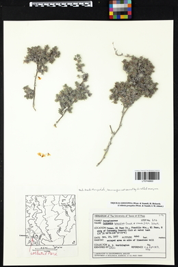 Tiquilia gossypina image