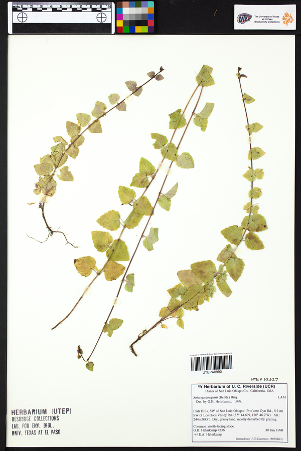 Satureja douglasii image