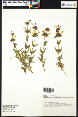 Salvia eremostachya image
