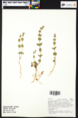 Scutellaria parvula image