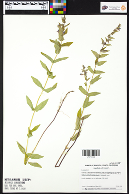 Scutellaria galericulata image