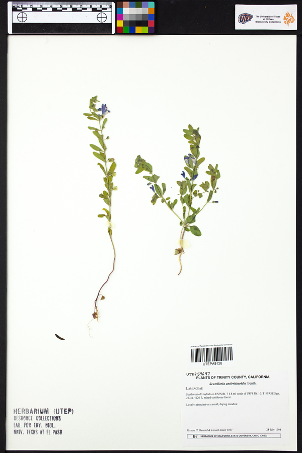 Scutellaria antirrhinoides image