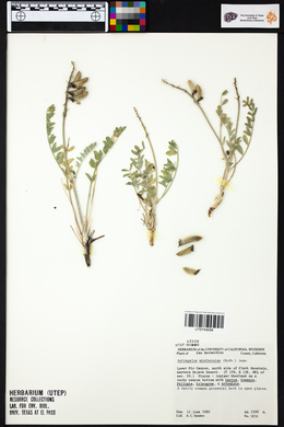 Astragalus minthorniae image