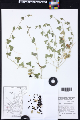 Aristolochia wrightii image
