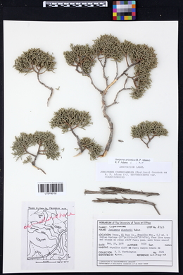 Juniperus arizonica image