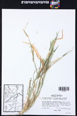 Hordeum murinum subsp. leporinum image