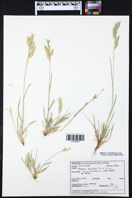 Bromus catharticus image