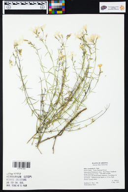 Phlox tenuifolia image