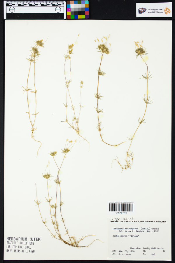 Linanthus androsaceus image