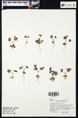 Chorizanthe perfoliata image