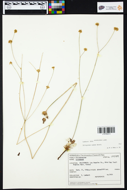 Eriogonum nudum image