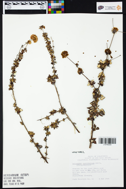 Eriogonum parvifolium image